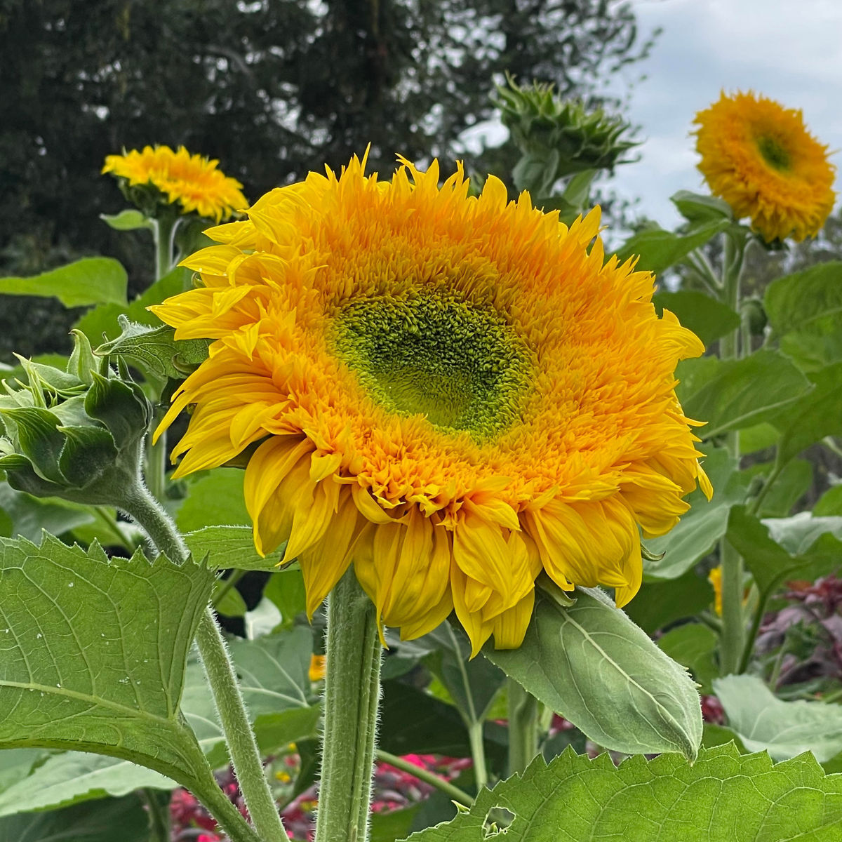 Sunflower- Turbo Teddy F1